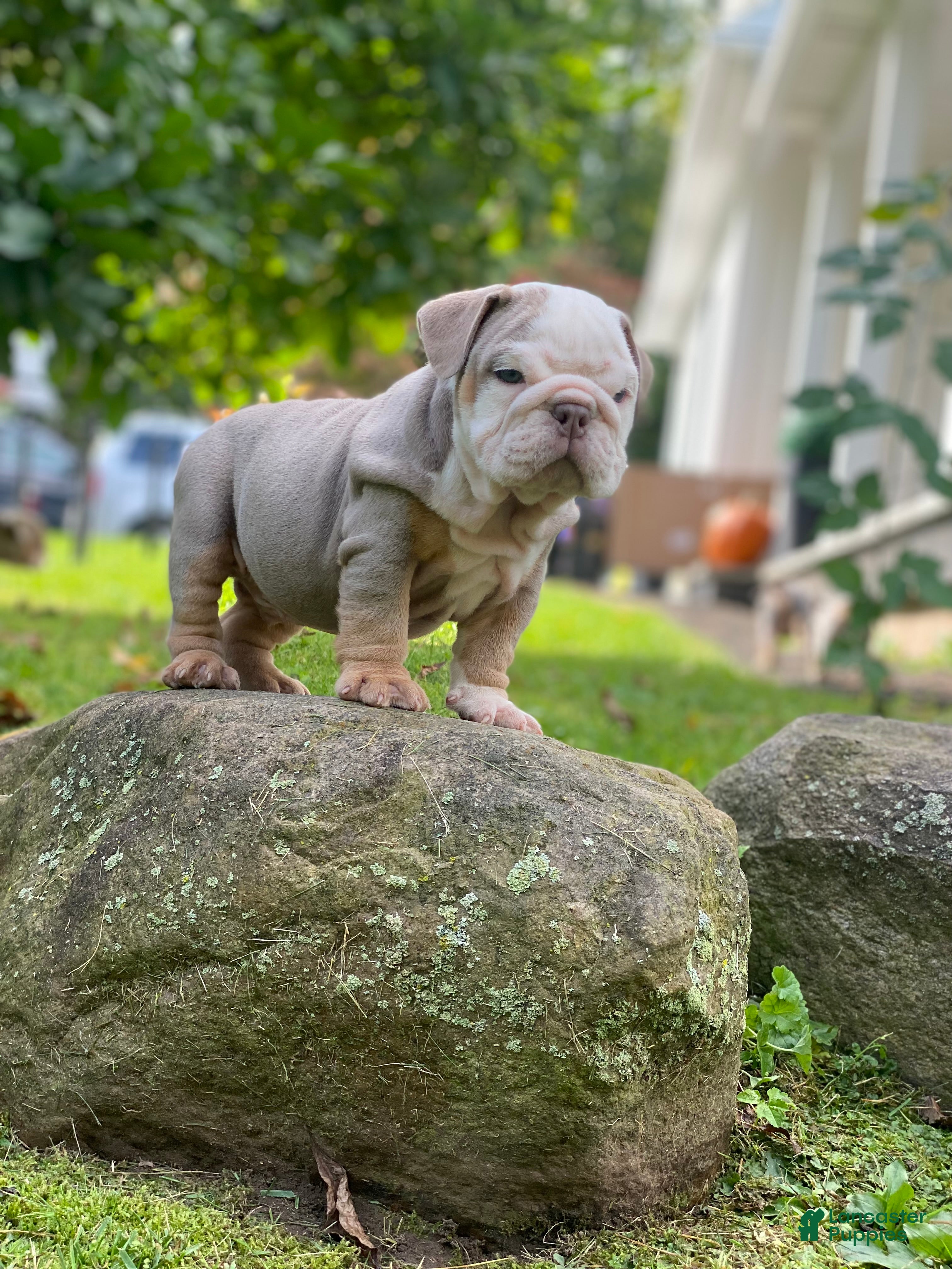 English Bulldog dogs Snow Heart - Ad 36