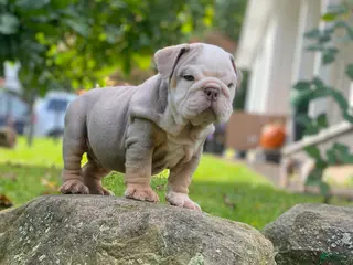 English Bulldog dogs Snow Heart - Ad 36