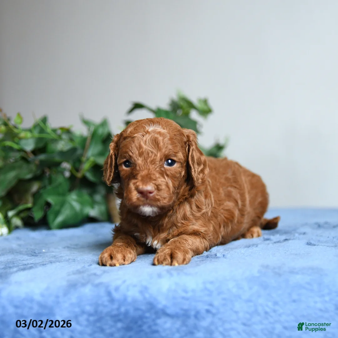 Cavapoo dogs for sale: Brynn - Ad 2