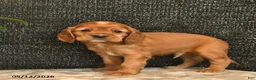 Cockalier dogs for sale: Valentino - Ad 4