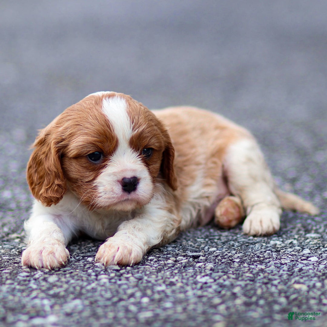 Cavalier King Charles Spaniel dogs for sale: Teddy - Ad 3