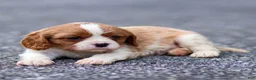 Cavalier King Charles Spaniel dogs for sale: Teddy - Ad 9