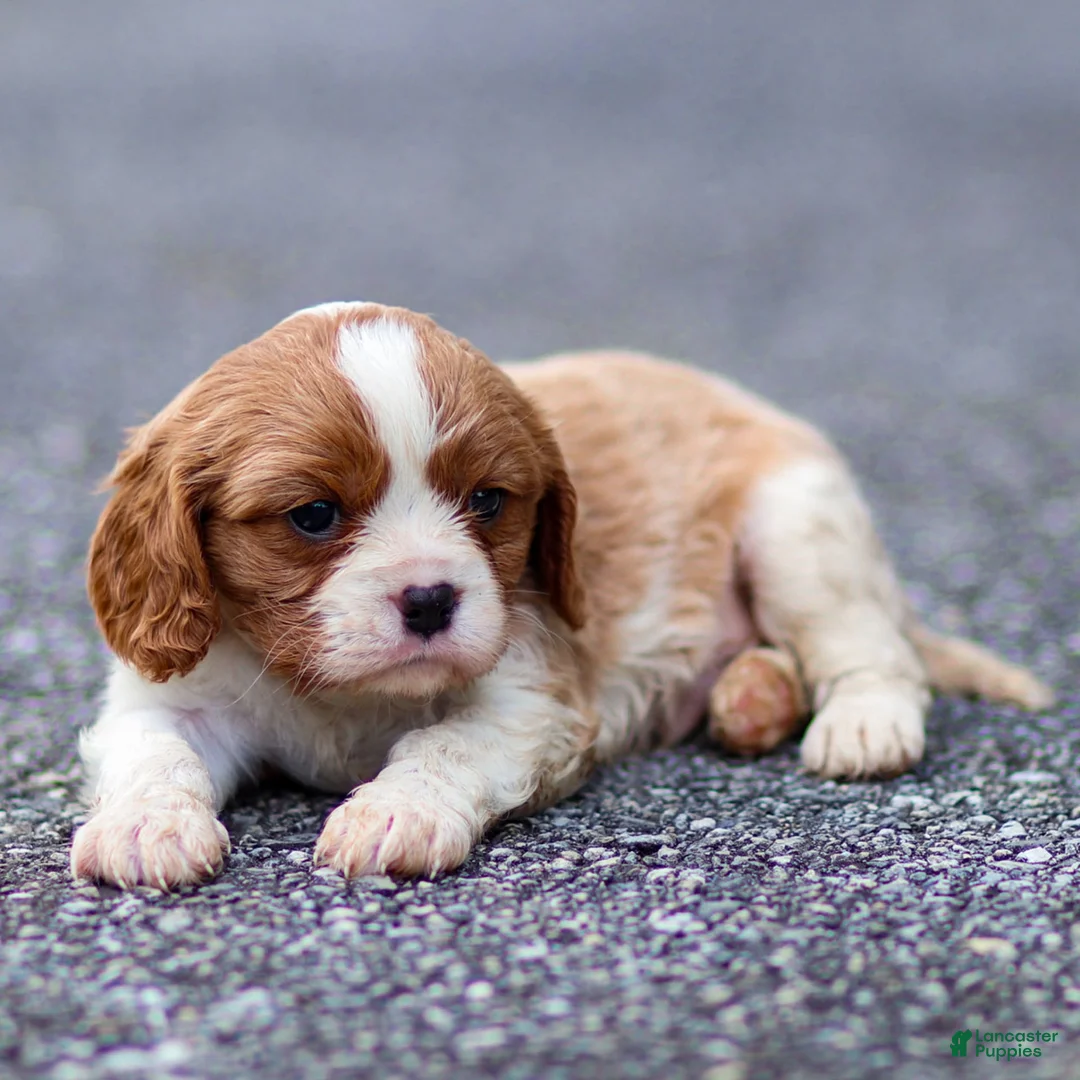 Cavalier King Charles Spaniel dogs for sale: Teddy - Ad 9