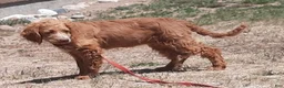 Cockapoo dogs for sale: Lacy - Ad 3