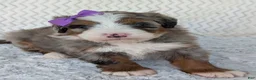 Mini Bernedoodle dogs for sale: Mini Indy  - Ad 26