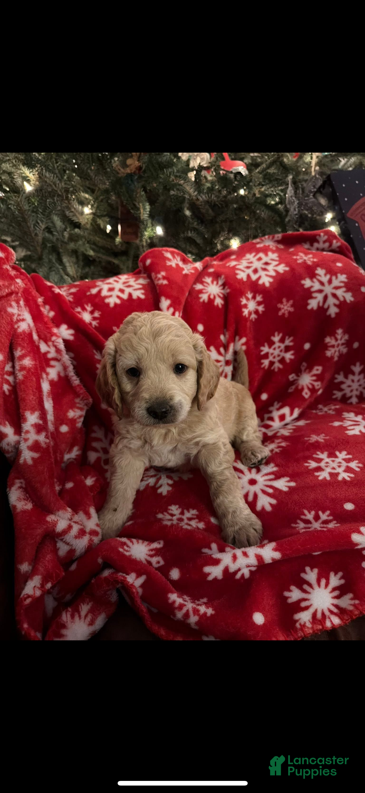 Mini Goldendoodle dogs Curly - Ad 19