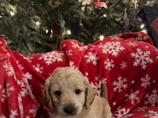Mini Goldendoodle dogs Curly - Ad 19
