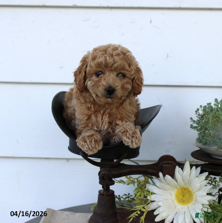 Toy Poodle dogs Puff - Ad 1