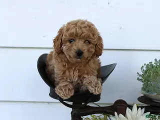 Toy Poodle dogs for sale: Puff - Ad 3