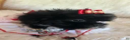 Shihpoo dogs for sale: Shihpoo 1 - Ad 10