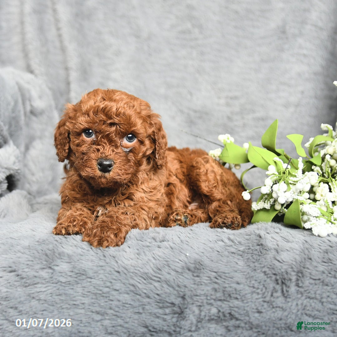 Mini Goldendoodle dogs for sale: Peanut  - Ad 4