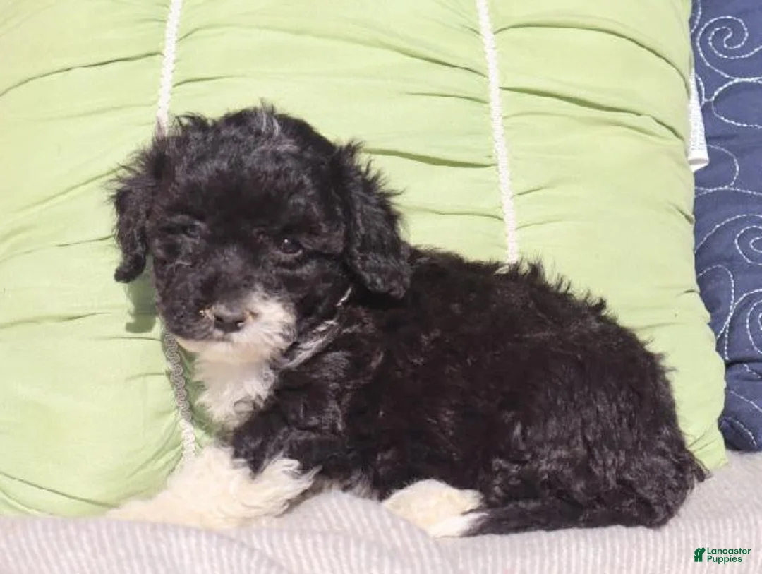 Bichpoo dogs for sale: Kameo - Ad 4