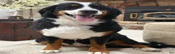 Bernese Mountain Dog dogs for sale: Bernese Mountain Dog 1 - Ad 5
