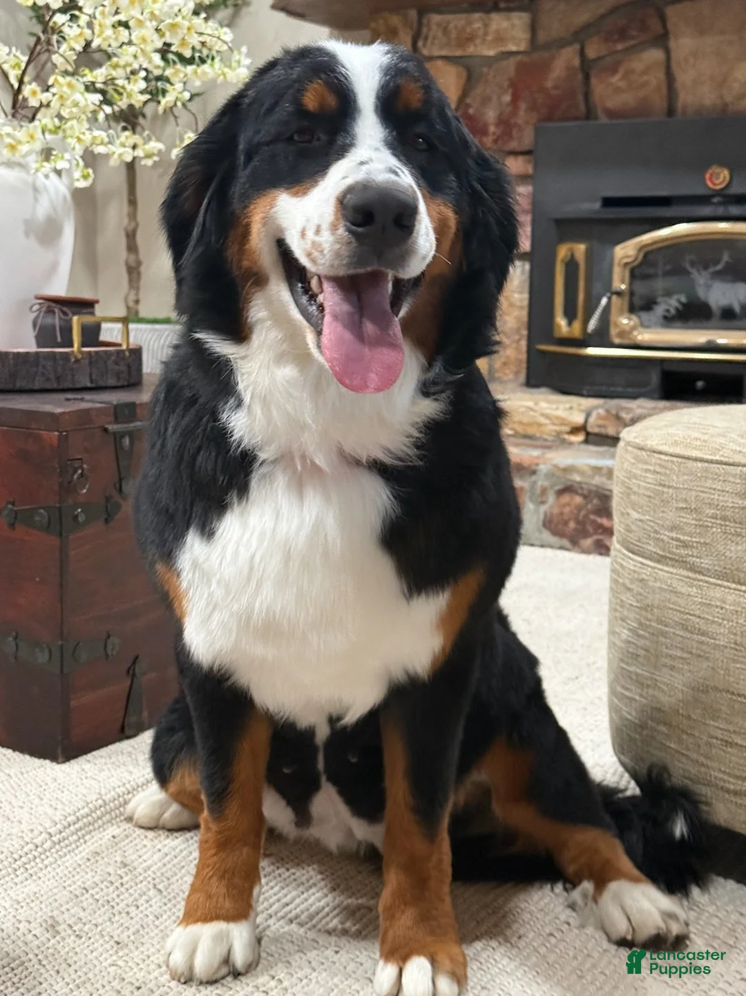 Bernese Mountain Dog dogs for sale: Bernese Mountain Dog 1 - Ad 5