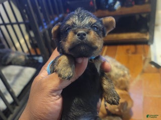 Silky Terrier dogs - Ad 3