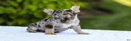 French Bulldog dogs for sale: Joy - Ad 9