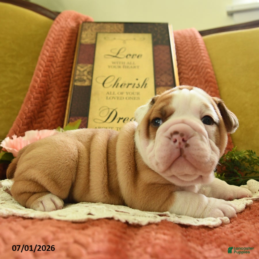 English Bulldog dogs Yoda - Ad 2