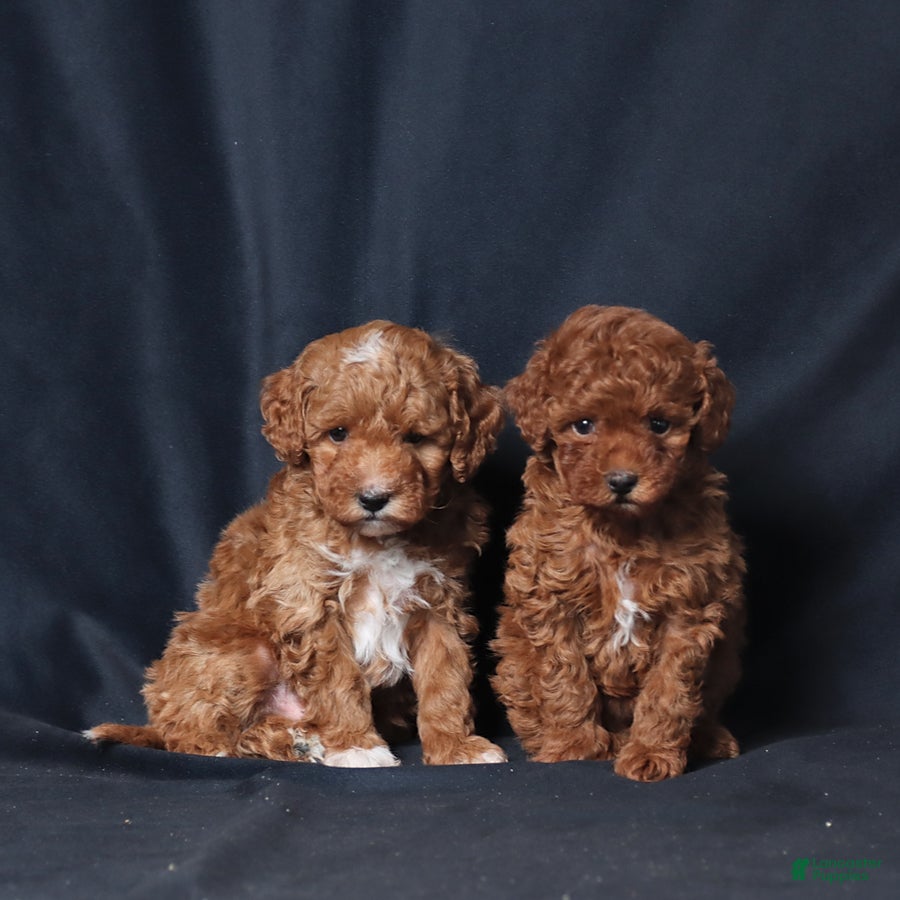 Toy Poodle dogs Unique - Ad 2