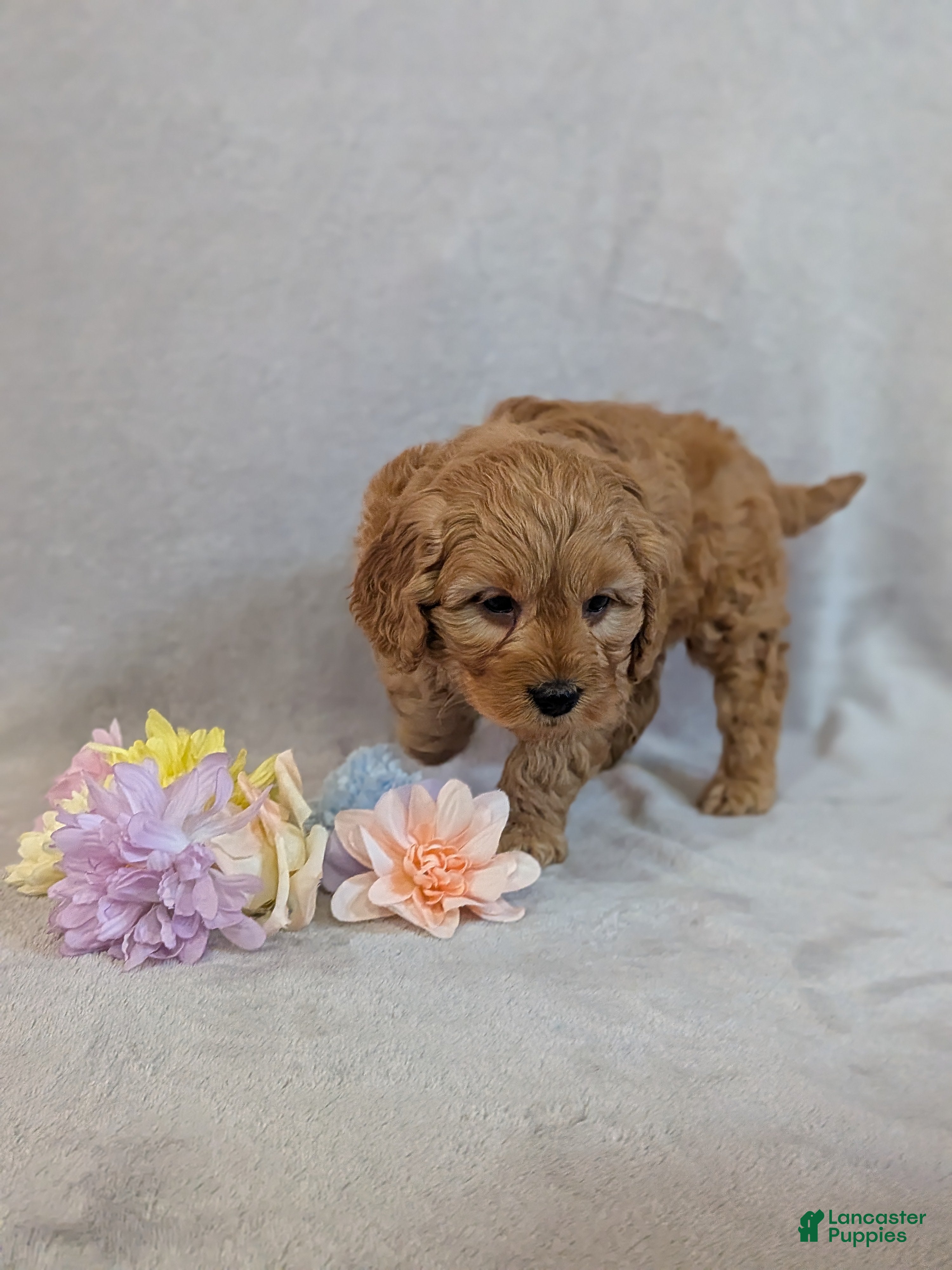 Mini Goldendoodle dogs Leo - Ad 2