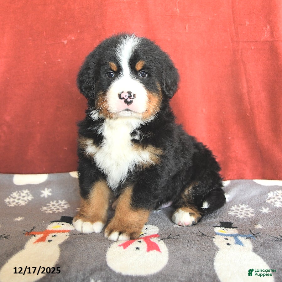 Bernese Mountain Dog dogs Teddy - Ad 3