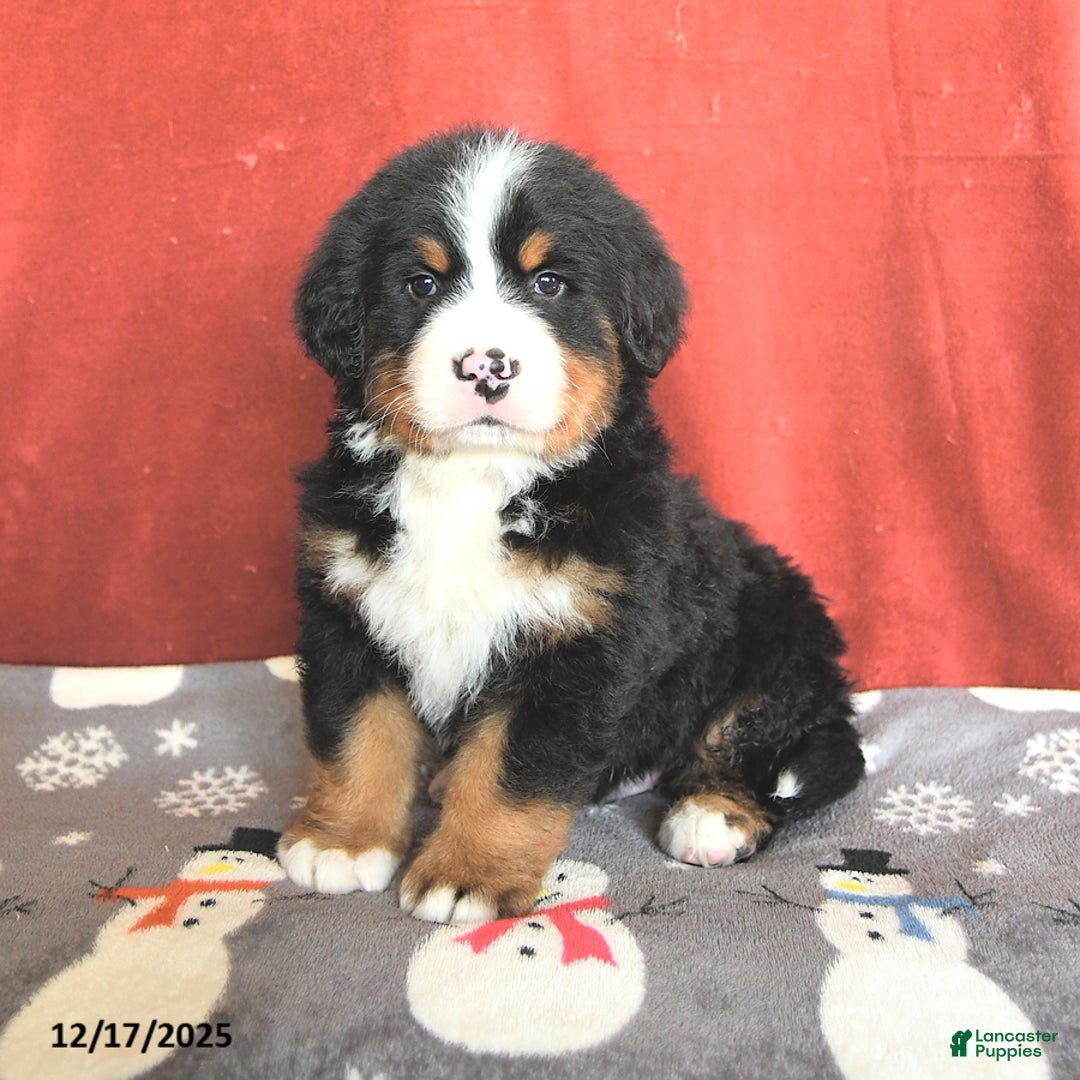 Bernese Mountain Dog dogs for sale: Teddy - Ad 1