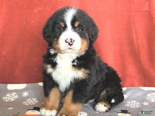 Bernese Mountain Dog dogs Teddy - Ad 3