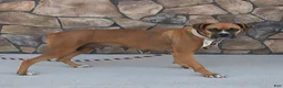 Boxer dogs for sale: Dori - Ad 6