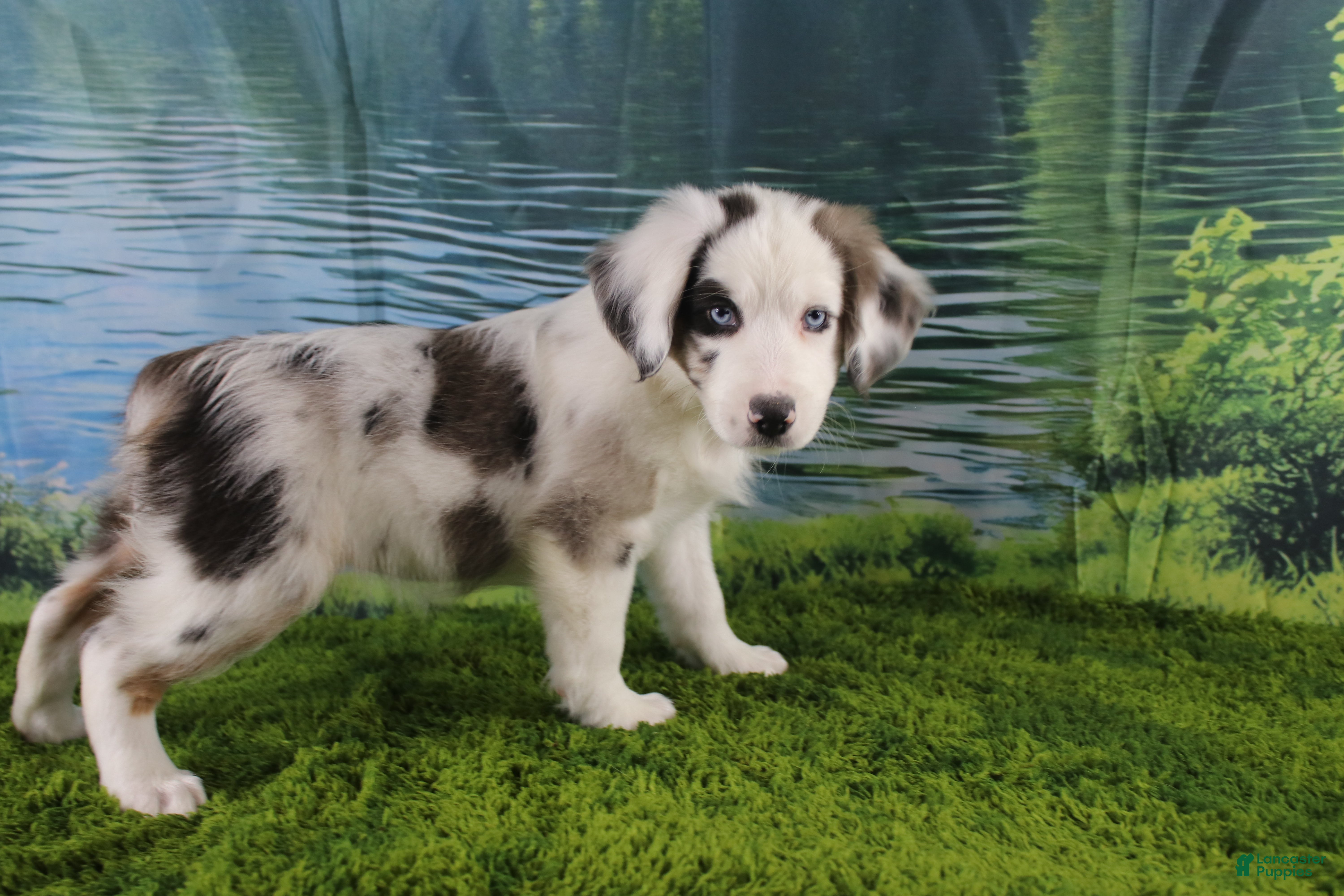 Miniature Australian Shepherd dogs Harriett - Ad 28