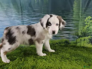 Miniature Australian Shepherd dogs Harriett - Ad 28