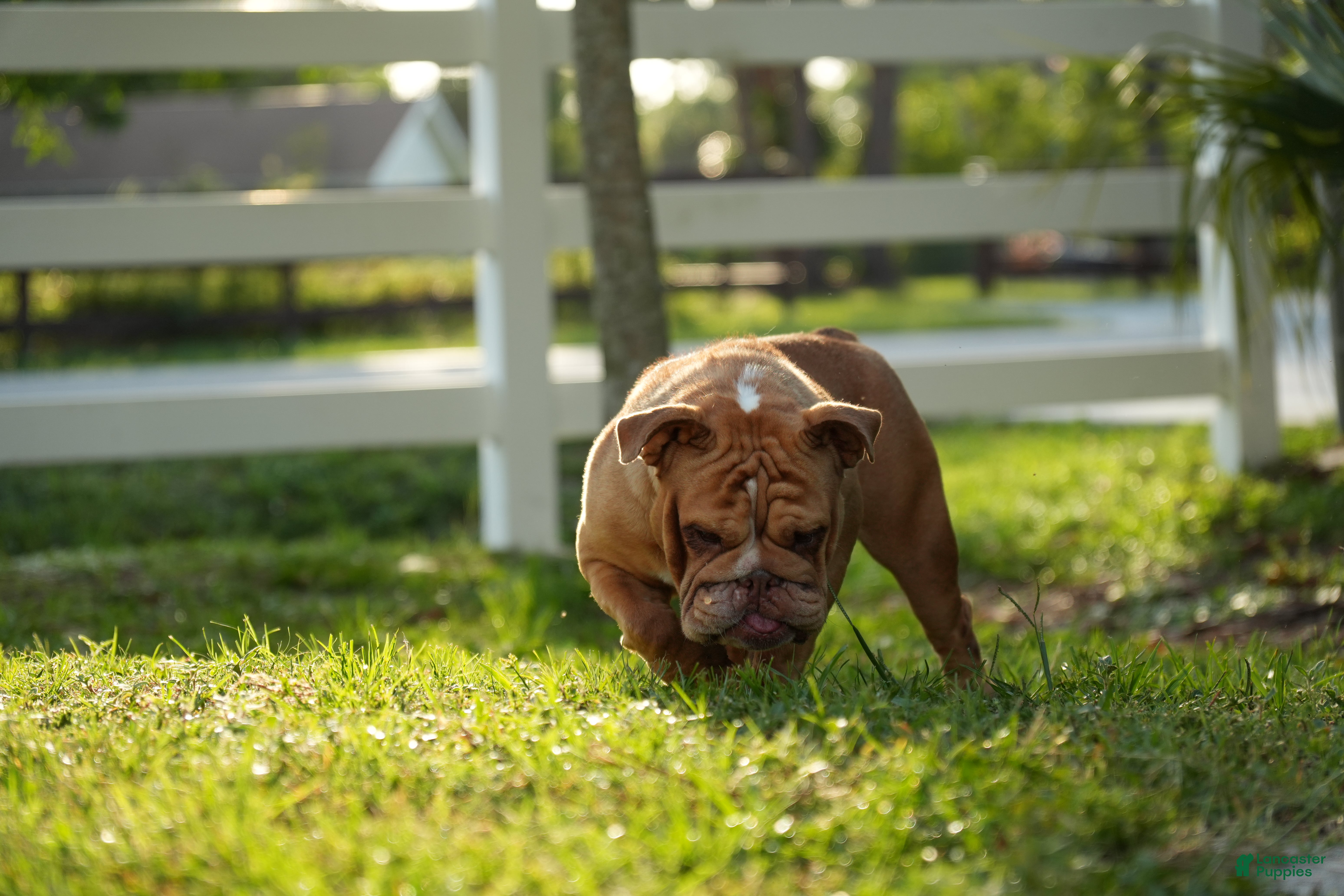 English Bulldog dogs Scarlet - Ad 2