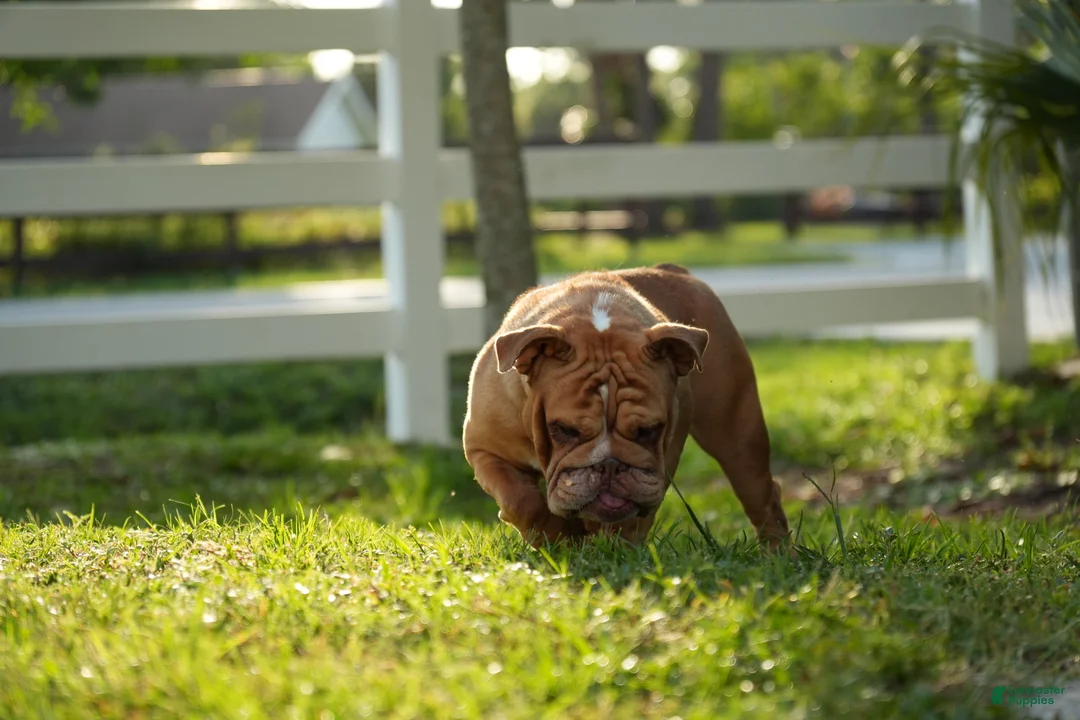 English Bulldog dogs for sale: Scarlet - Ad 1