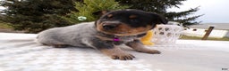 Australian Cattle Dog dogs for sale: Australian Cattle Dog Puppy 1 Sophie - Ad 2