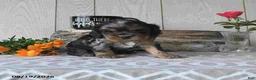 Cocker Spaniel dogs for sale: Snickers - Ad 3