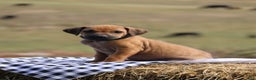 Rhodesian Ridgeback dogs for sale: Juniper - Ad 4