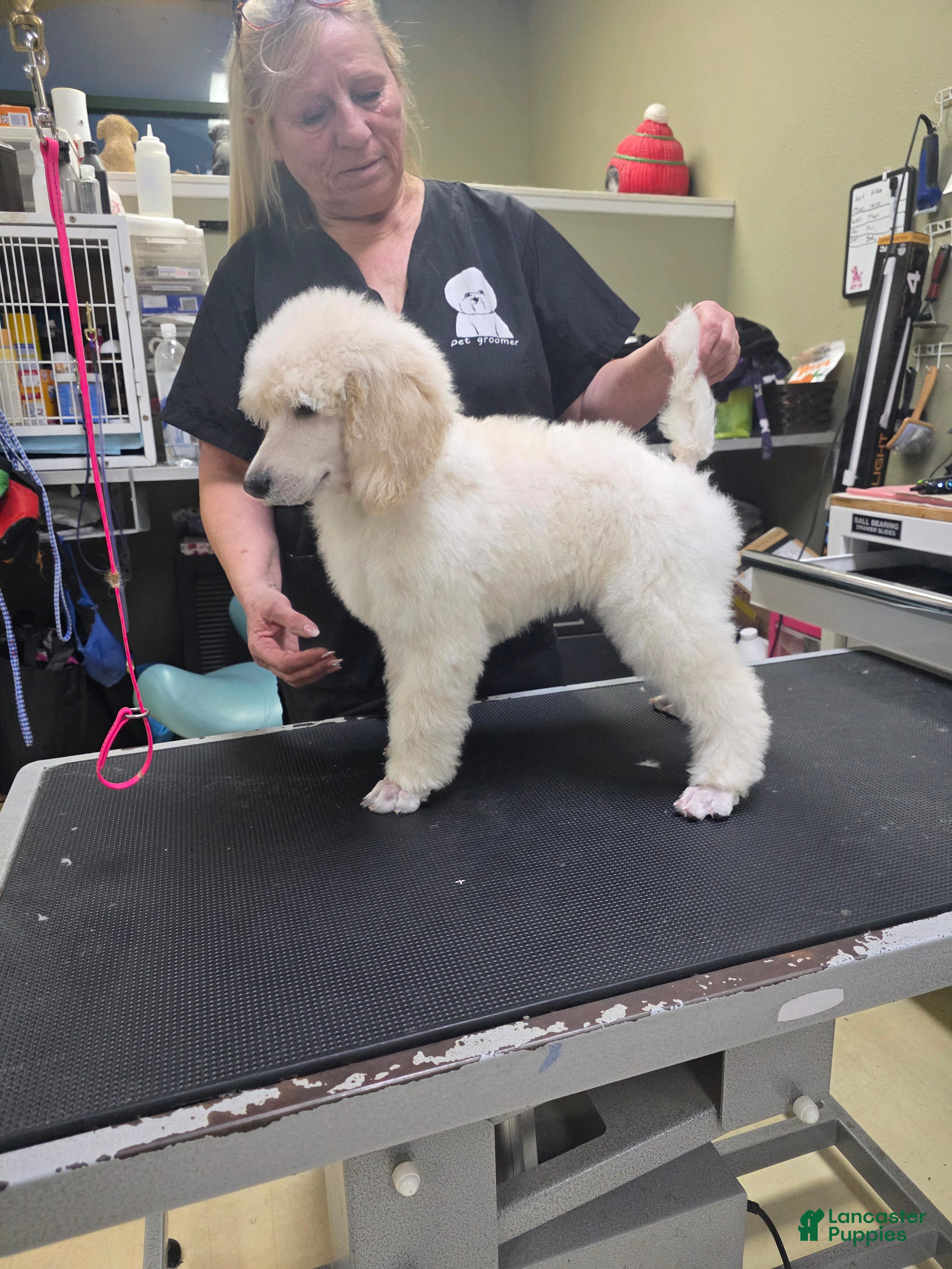 Standard Poodle dogs Standard Poodle Puppy 3 - Ad 2