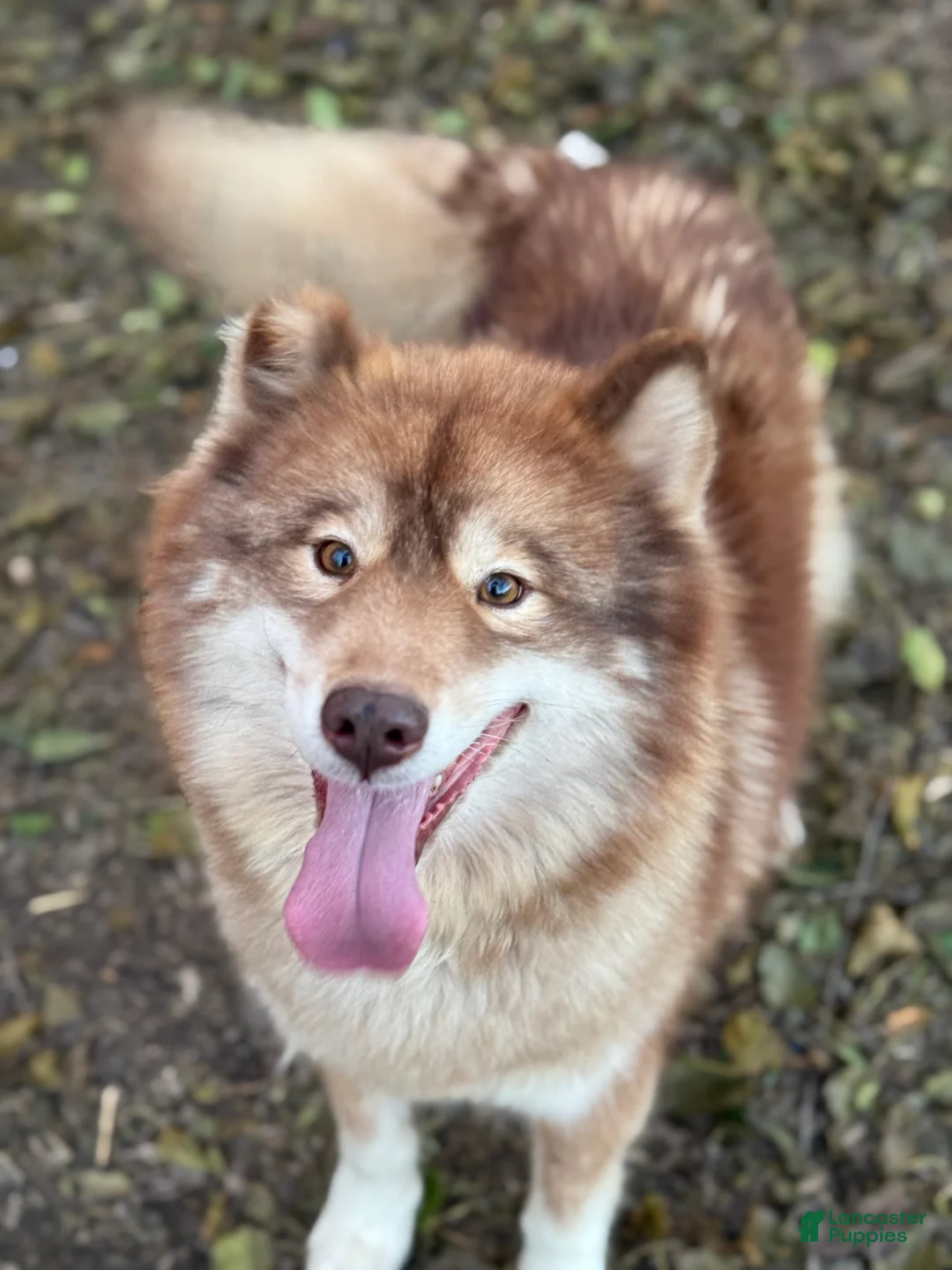 Siberian Husky dogs for sale: Carmelita  - Ad 5