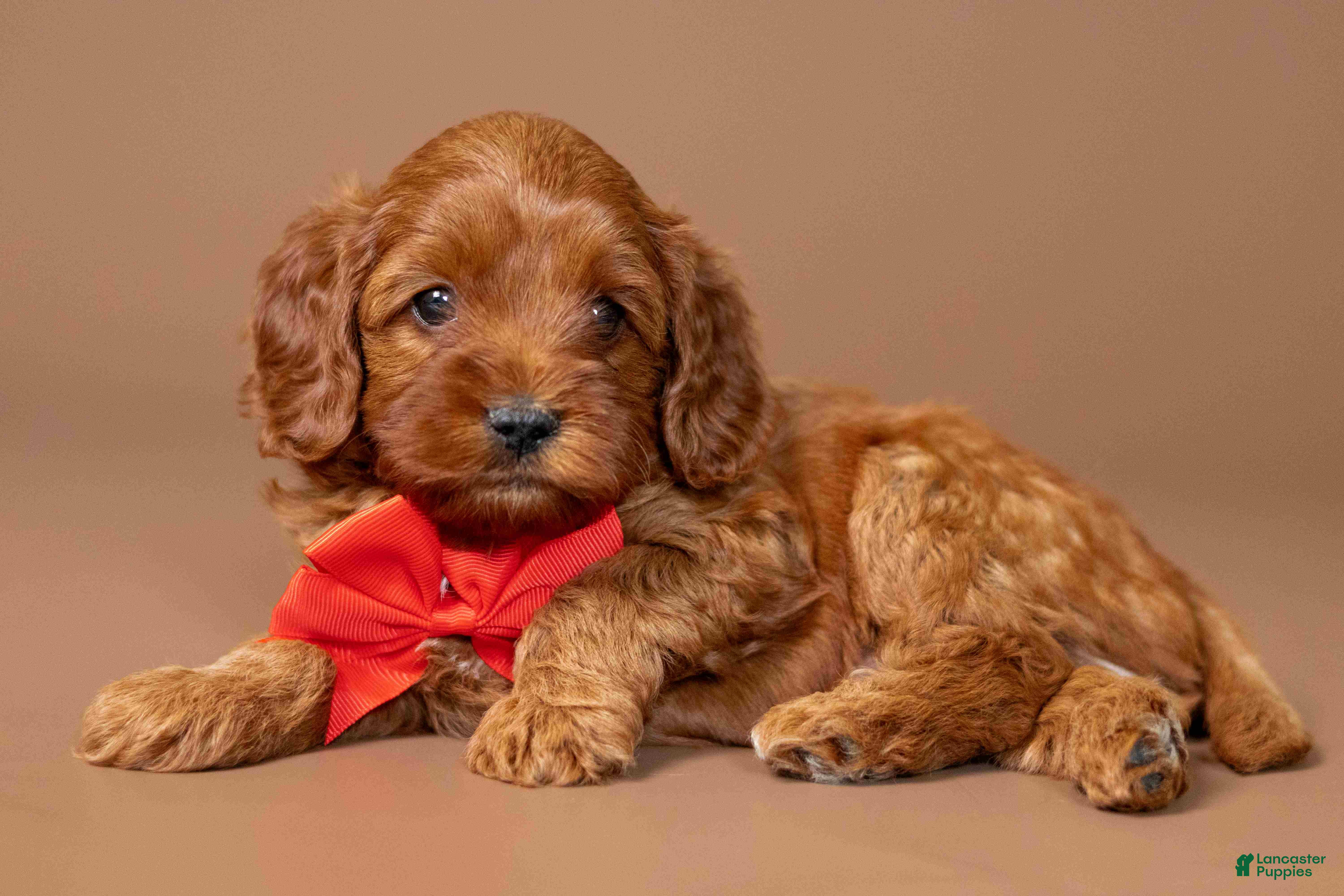 Cavapoo dogs Wrangler - Ad 2