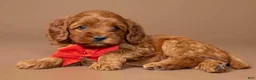 Cavapoo dogs for sale: Wrangler - Ad 2