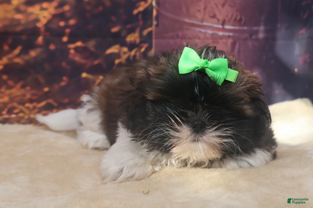 Shih Tzu dogs for sale: Maggie - Ad 2