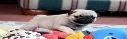 Pug dogs for sale: Astro - Ad 2