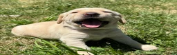 Labrador Retriever dogs for sale: Black Collar Puppy 3 - Ad 3