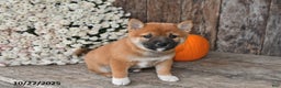 Shiba Inu dogs for sale: Josie - Ad 10