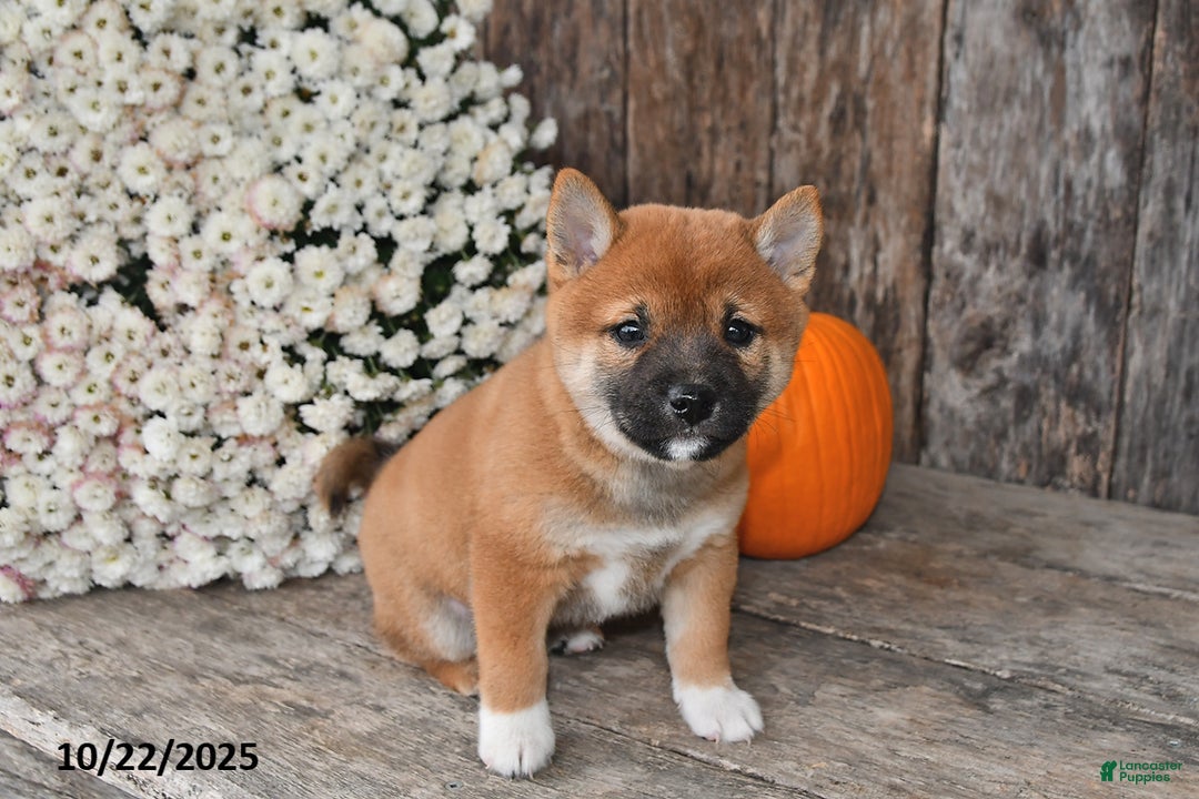 Shiba Inu dogs for sale: Josie - Ad 10