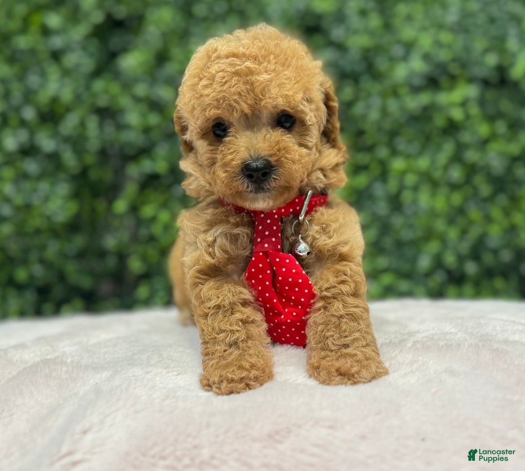 Toy Poodle dogs for sale: Marvin - Ad 2