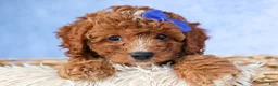 Cavapoo dogs for sale: TOBY - Ad 8