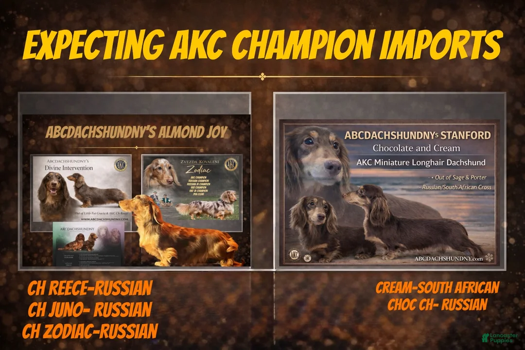 Miniature Dachshund dogs for sale: Ch Bred S.African/russian akc - Ad 23
