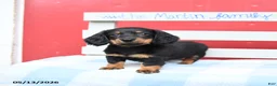 Miniature Dachshund dogs for sale: Amber - Ad 3
