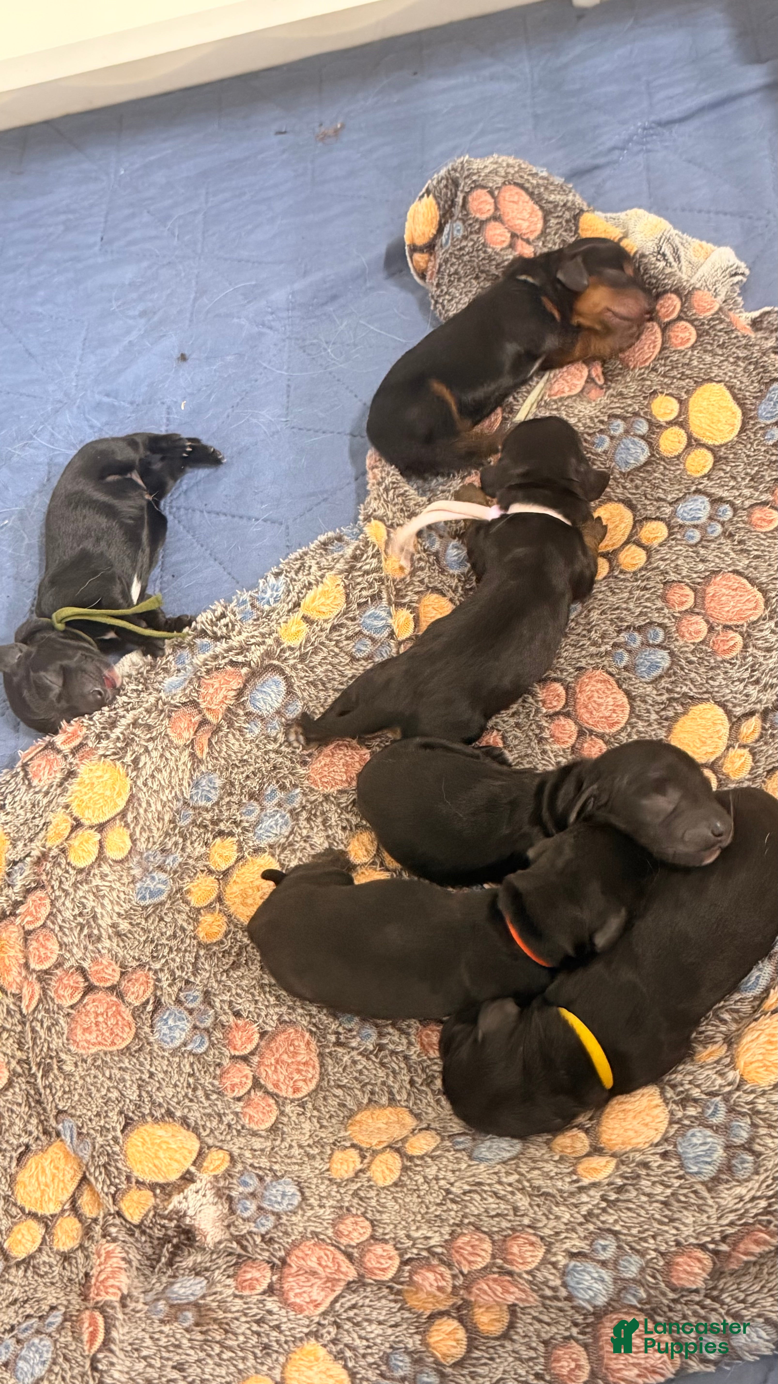 Miniature Dachshund dogs Miniature Dachshund 5 - Ad 1