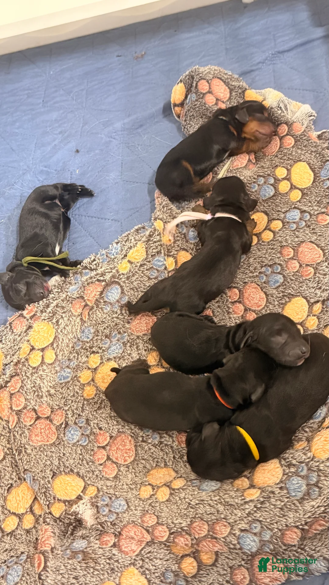 Miniature Dachshund dogs for sale: Miniature Dachshund 5 - Ad 1