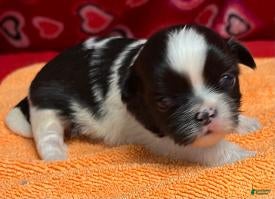 Shih Tzu dogs Hansa - Ad 13
